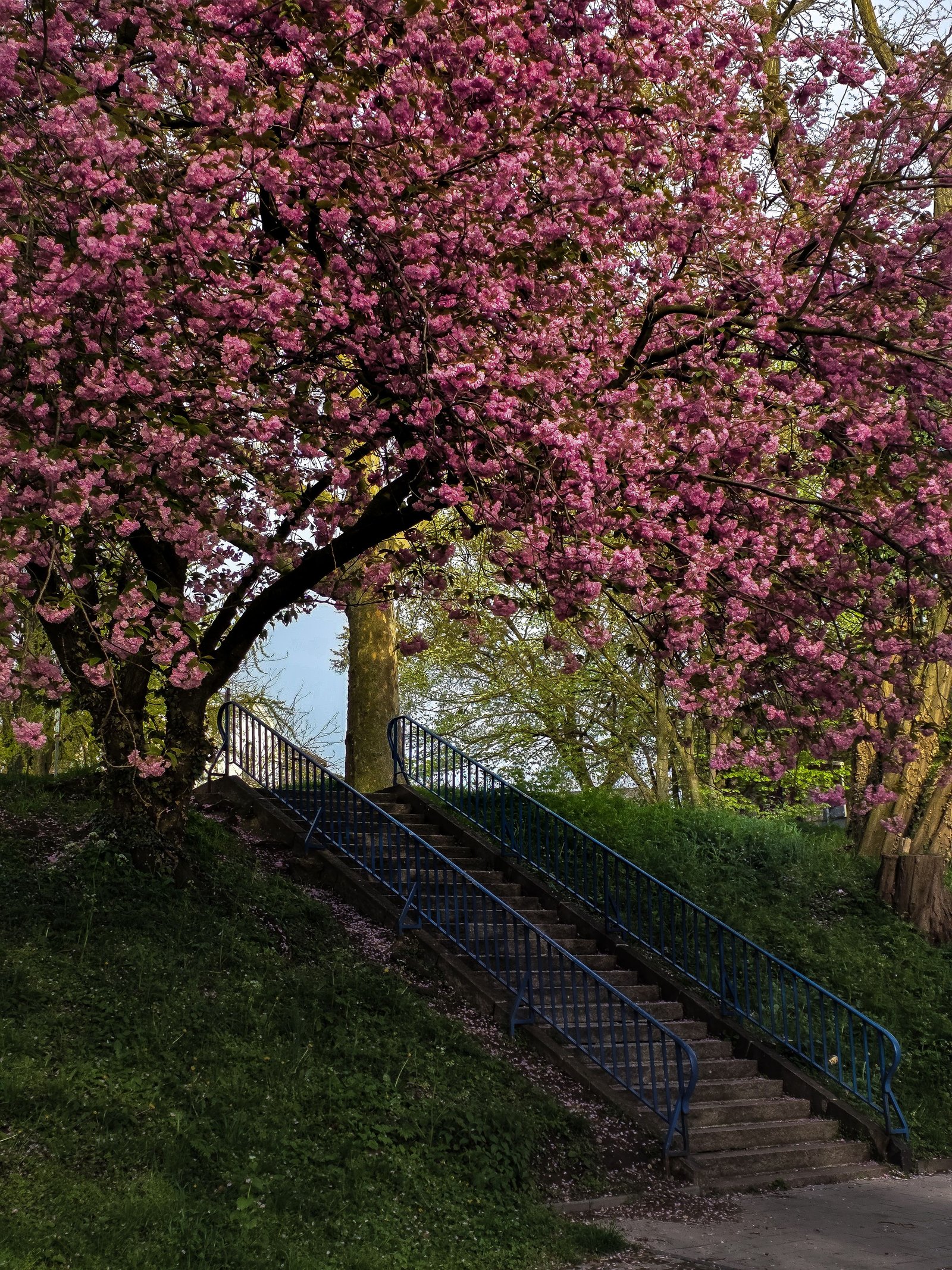 nature beauty