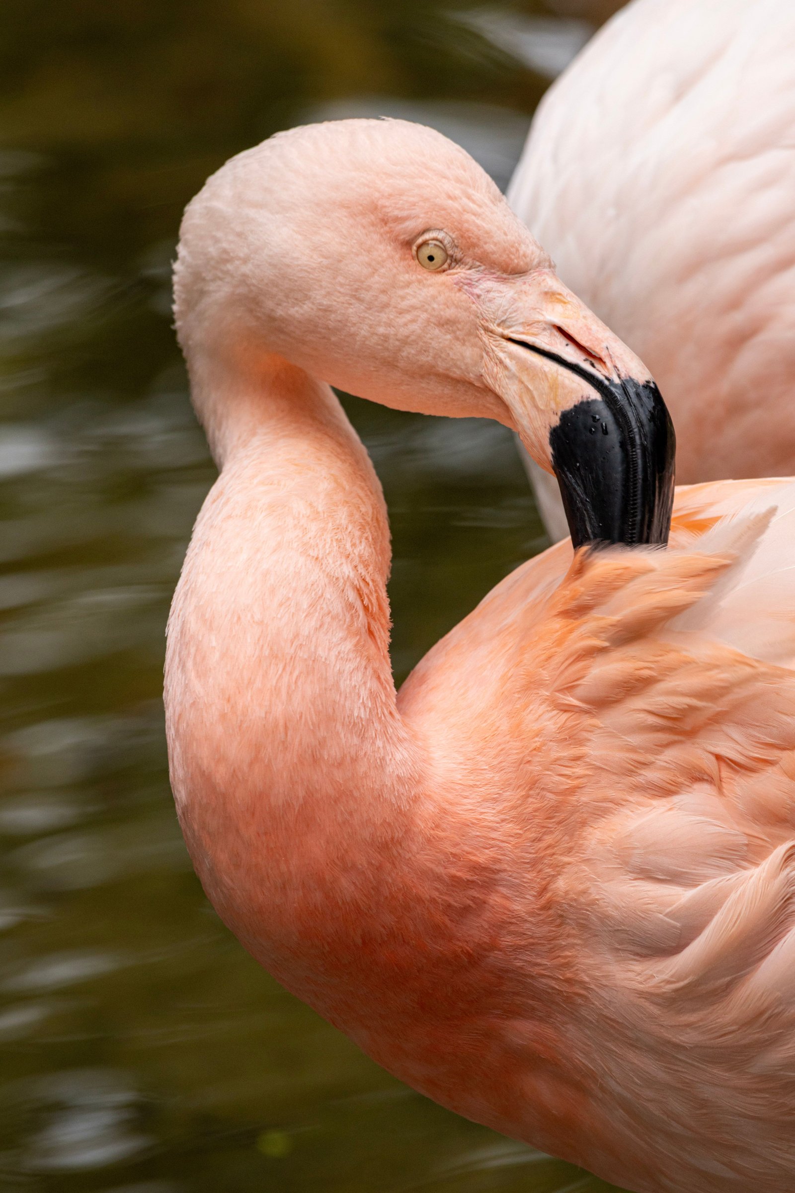 beautiful birds